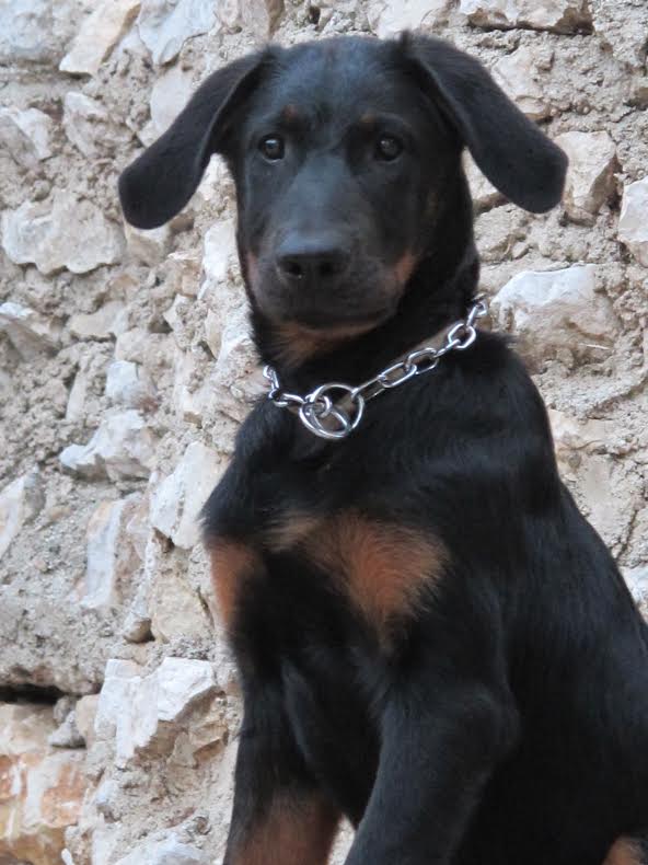 domainedelalicorne.fr Elevage de beauceron chiot beauceron pure race élevage du clos de la licorne elevage des gardiens de la licorne elevage beauceron noir et feu authentique gros gabarits élevage de Beauceron familial sérieux et qualité domainedelalicorne.fr suivi des chiots conseil d’éducation chiot propre bas rouge santé caractère spécialiste du beauceron noir et feu ou arlequin chien rustique berger de France  nos chiots sont élevés avec amour et attention notre passion au service de la qualité Beauceron de qualité et sportif domaine de la licorne 04380 BARRAS élevage en liberté éleveur berger de beauce élevage de beauceron de travail 